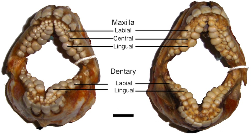 Illustration for article titled This human-toothed fish won't give you nightmares, but its cousin will